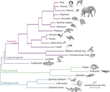 The African coelacanth genome provides insights into tetrapod evolution, Nature volume 496, pages311