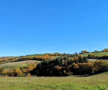Paysage d'un champ et de bois