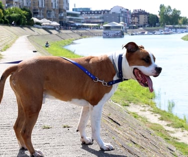 Dog have blue collar and leash Luido pet gear