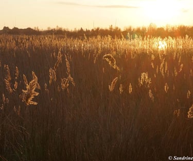 décodage biologique villefranche