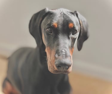 Un chien Doberman