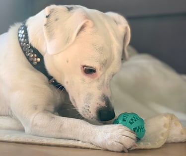 Un chien Jack Russel faisant une activité cognitive