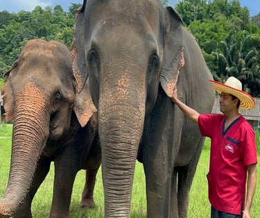 a man in a straw hat standing next to a couple of elephants