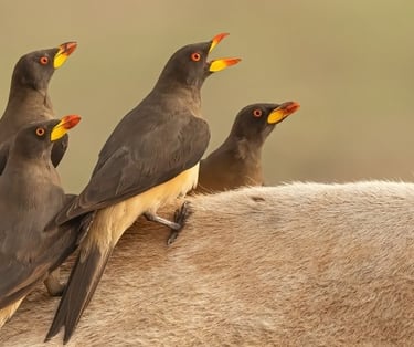 Group of yellow-billed oxpeckers perched on the back of a large mammal in Gambia