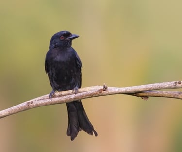 Black bird perched on a branch in open landscape in Gambia