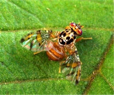 another insect implicated in bioterrorism