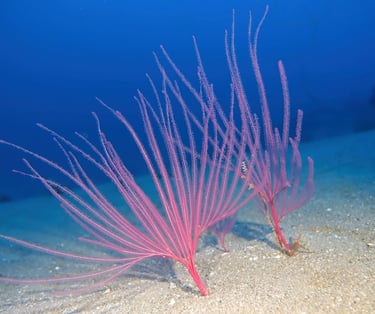 Pink sea whip corals growing on a sandy seabed