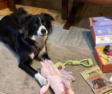 border collies in south australia 