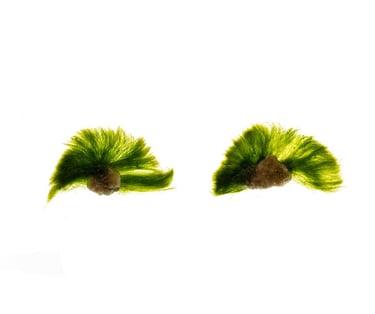 Chlorodesmis fastigiata