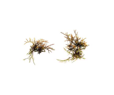 Gelidiella sp.