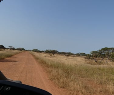 a giraffe is standing on a dirt road
