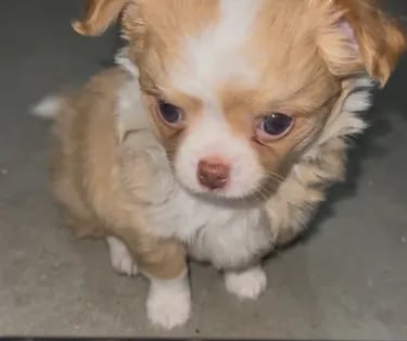 Cream White long coat AKC Chihuahua puppy from Louisiana breeder Guys Cajun Paws