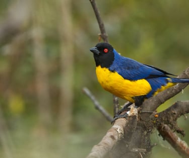 Manu national park photography tour