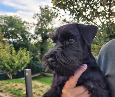 Chiot Schnauzer nain 4 mois