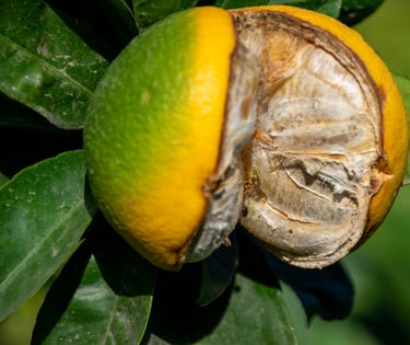 6 Clasificado color noviembre 2025