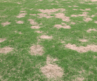 lawn fungus and disease control 