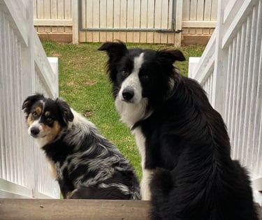 border collies in brisbane 