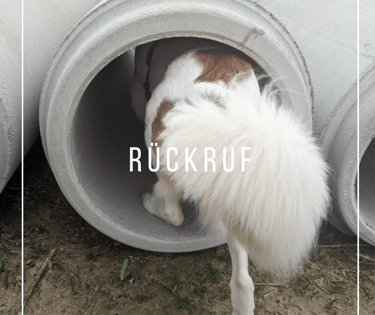 Hund läuft durch Röhre Rückruf