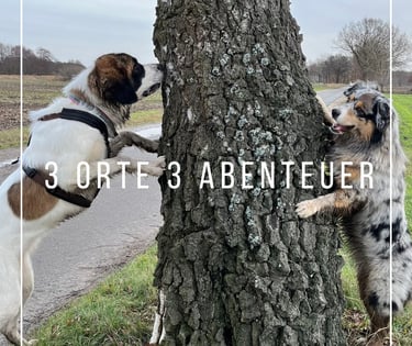 two dogs playing with each other on a tree