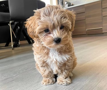 Maltipoo Puppies for Sale