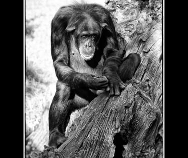 Xavier Montaner -Chimpance