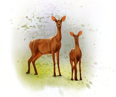 Deer Spirit Animal from the Animal Spirit Oracle Deck