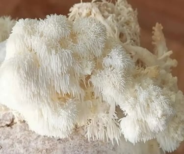 Foto del hongo melena de león (hericium erinaceus)