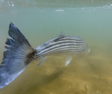Long Island Striped Bass