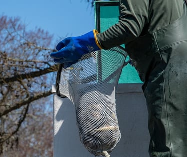 Trout stocking