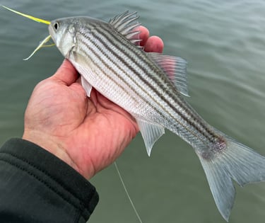Small striper!