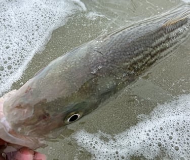 fly fishing striped bass 