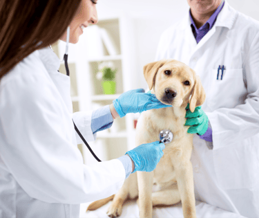 TKEL veterinario a domicilio en Espartinas Sanlúcar umbrete olivares salteras valencina de la concepción tomares Gines Borm