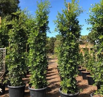 FIcus hedge 