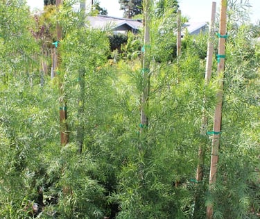 Podocarpus