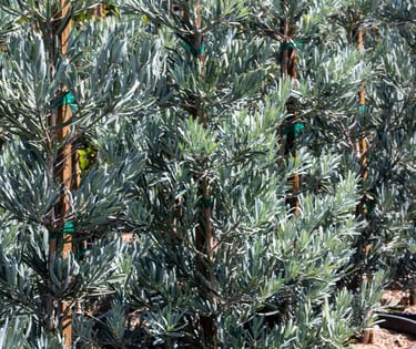 Ice Blue Podocarpus
