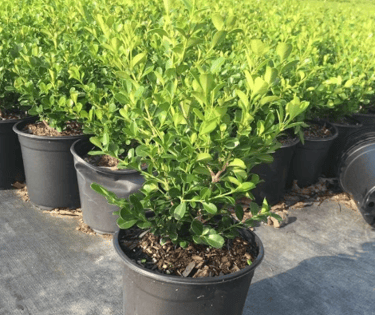 Boxwood 
