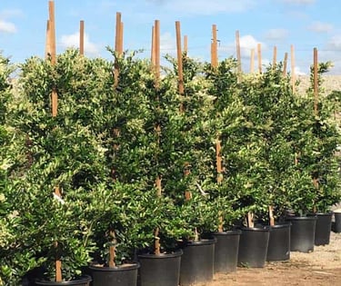 Texas Privet