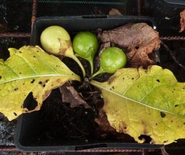 Fruits mûr sur la plante