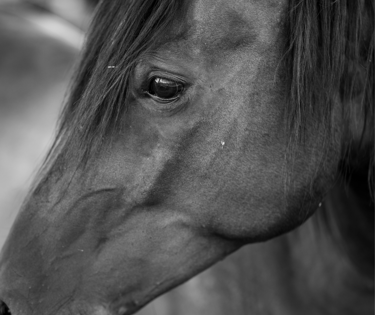 une photo en noir et blanc d’un cheval de profil.
