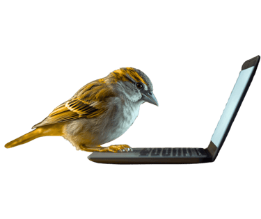 Sparrow using a laptop, symbolizing smart and friendly support for small businesses