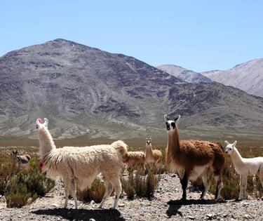 Lama dans les Andes