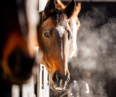 horse heads out over stable doors waiting to receive horse feed supplement connexion