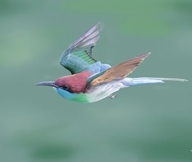 Blue Throated Bee Eater In flight