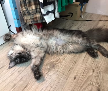 comportementaliste chat