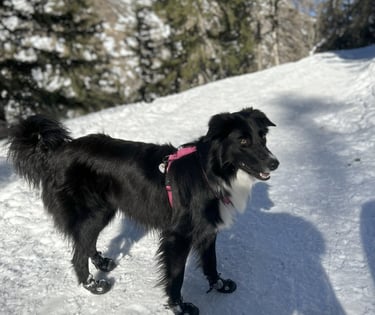 chien border collie dans la neige