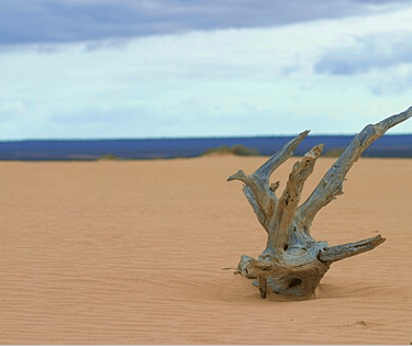 Picture of A lone piece of wood atop a sand dune in Mungo National Park, June 2005