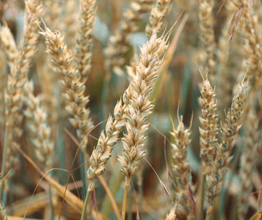 wheat field