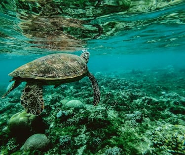 tortue au fond d'un océan