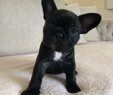 "französisch bulldoggen