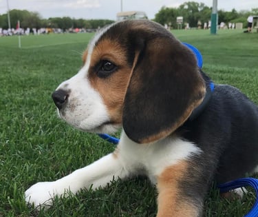 Beagle-Welpe stehend